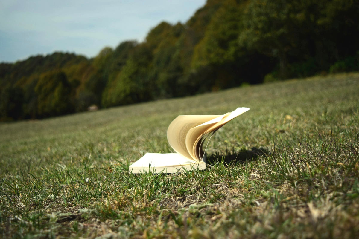 An open book resting in a sunny meadow by the trees